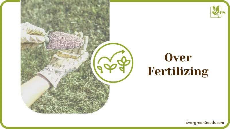 Over Fertilizing