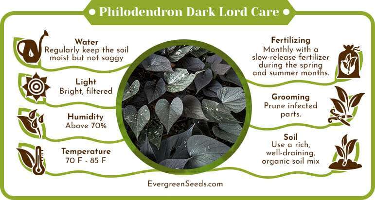 Philodendron dark lord care infographic