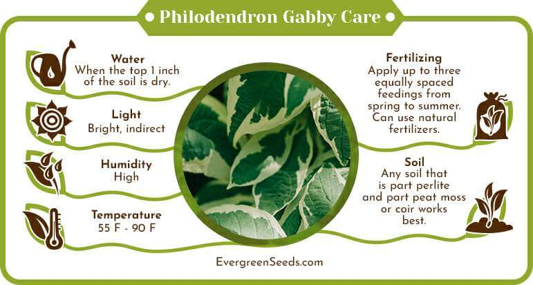 Philodendron gabby care infographic