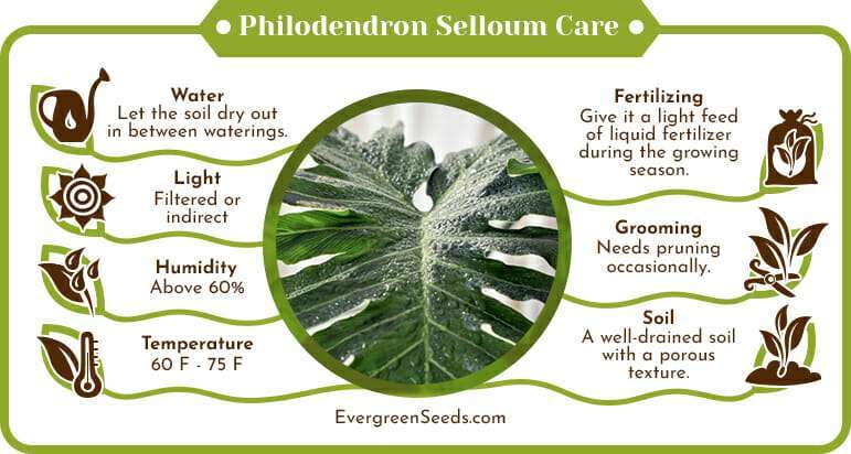 Philodendron selloum care infographic