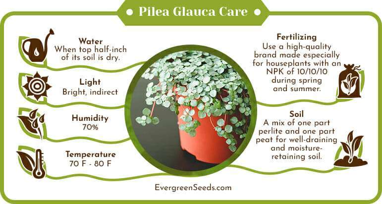 Pilea glauca care infographic