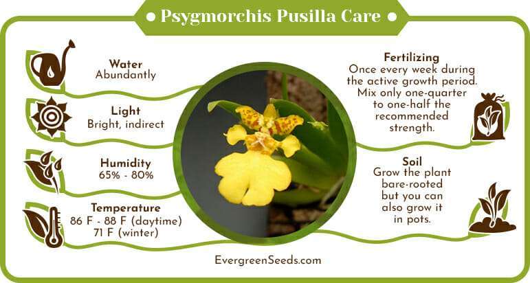 Psygmorchis pusilla care infographic