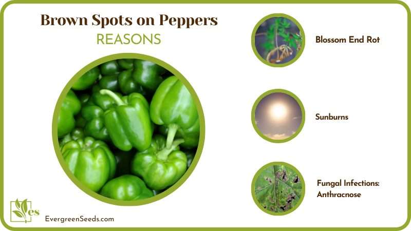 Reasons for Brown Spots on Peppers