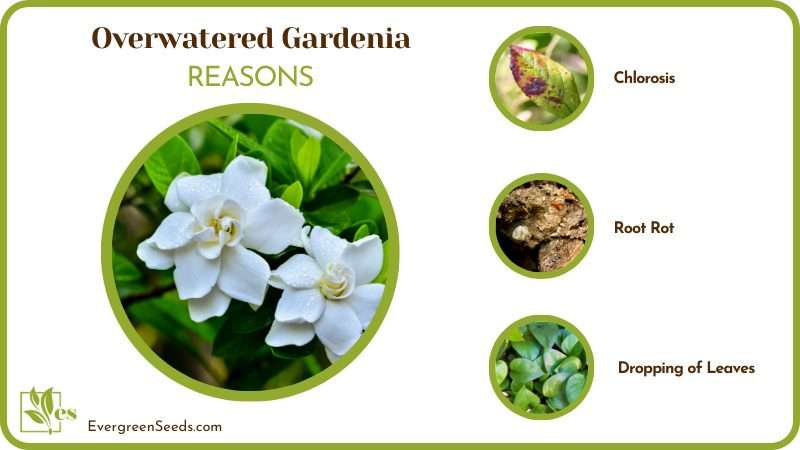 Saving Tips for Gardenia Flowers