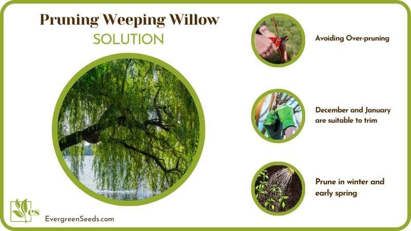 Solutions for Prunning Weeping Willow