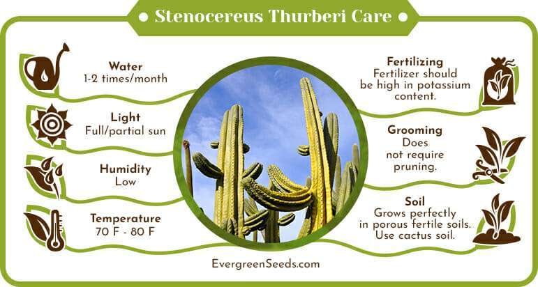 Stenocereus thurberi care infographic