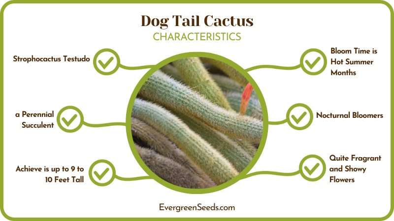 The Dog Tail Cactus Characteristics