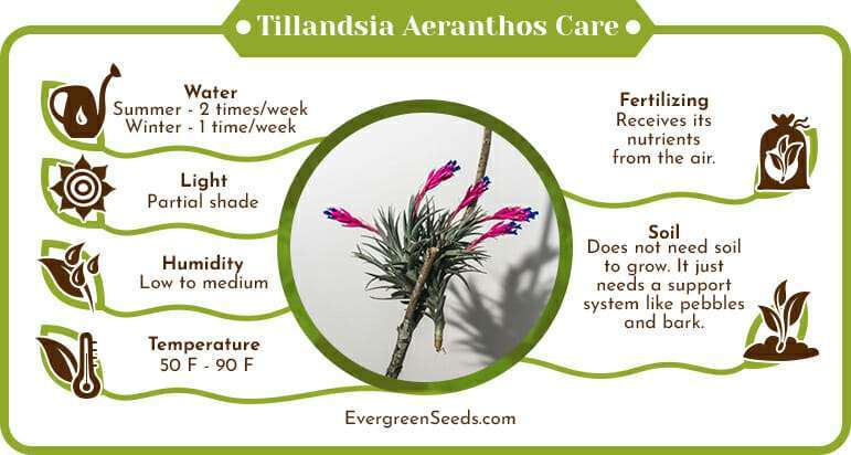 Tillandsia aeranthos care infographic