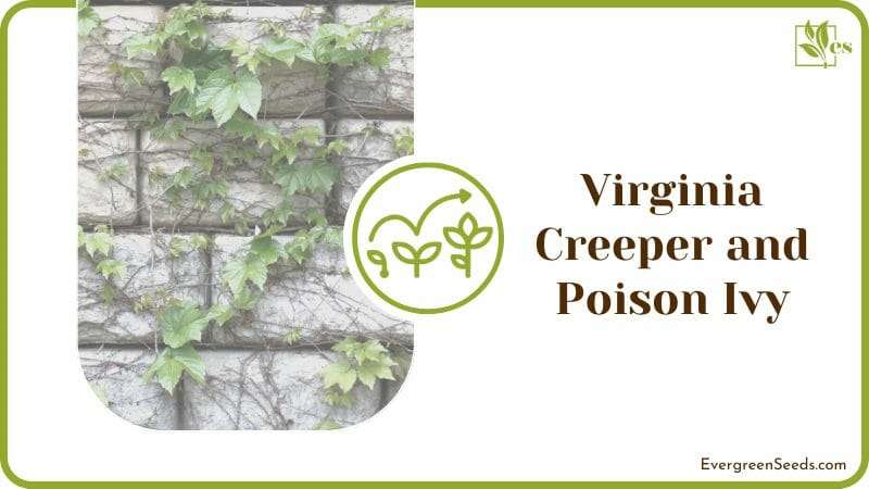 Virginia Creeper and Poison Ivy Difference
