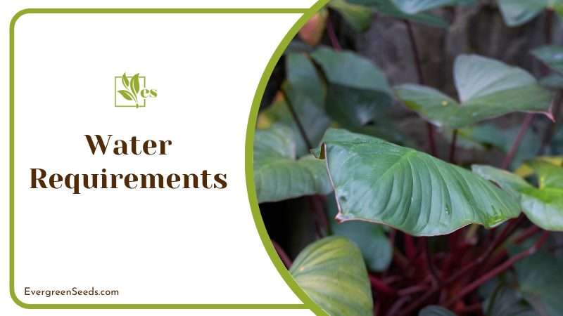 Water Management of Philodendron Erubescens