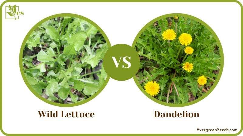 Wild Lettuce vs Dandelion Difference