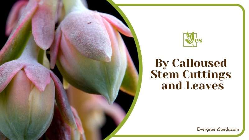 Beauty and Unique Succulent Plant