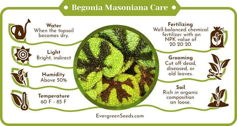 Begonia Masoniana Care Infographic