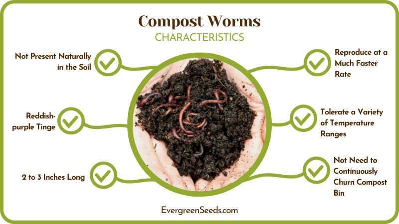 Compost Worms Vermicomposting