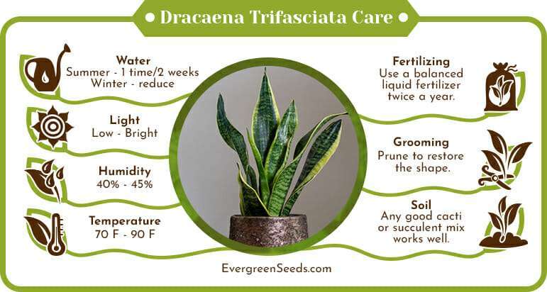 Dracaena Trifasciata Care Infographic