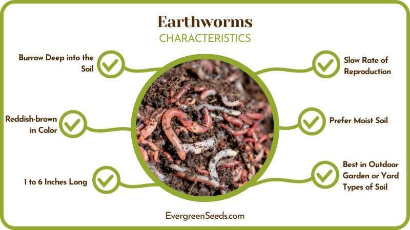 Earthworms 1