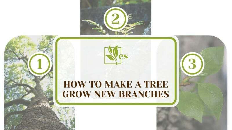 How To Make a Tree Grow New Branches