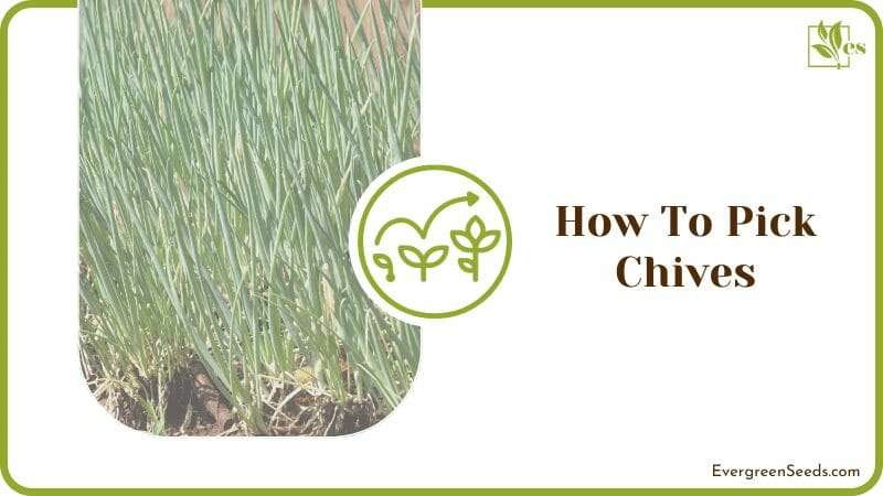 How To Pick Chives