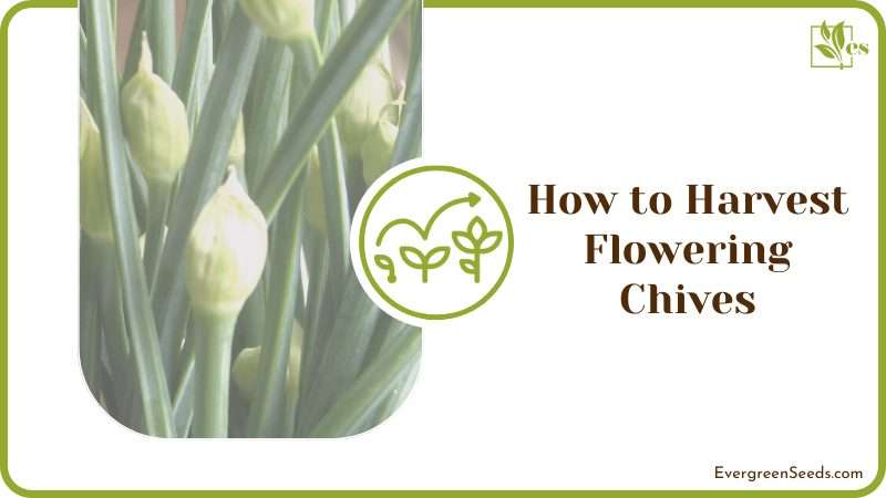 How to Harvest Flowering Chives