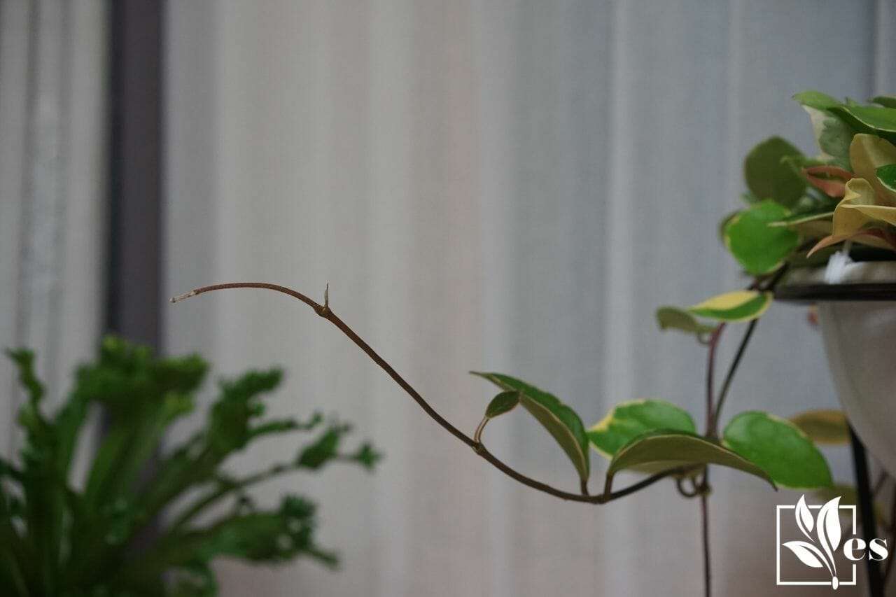 Hoya Serpens-A Beautiful Succulent
