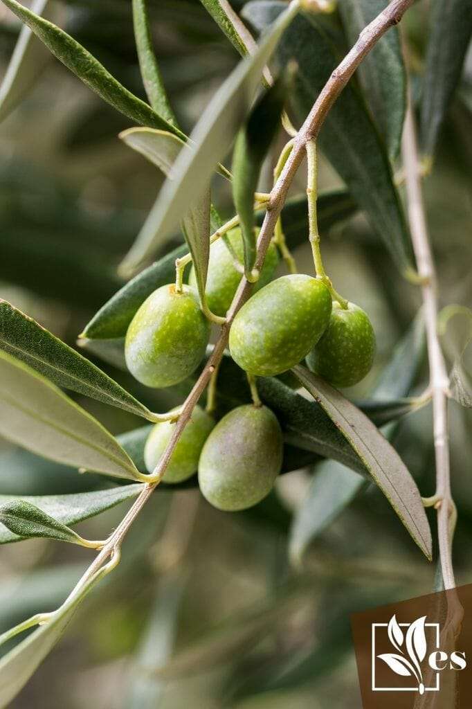 Olive leaves with taggiasca olives
