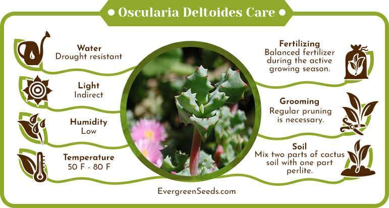 Oscularia Deltoides Care Infographic