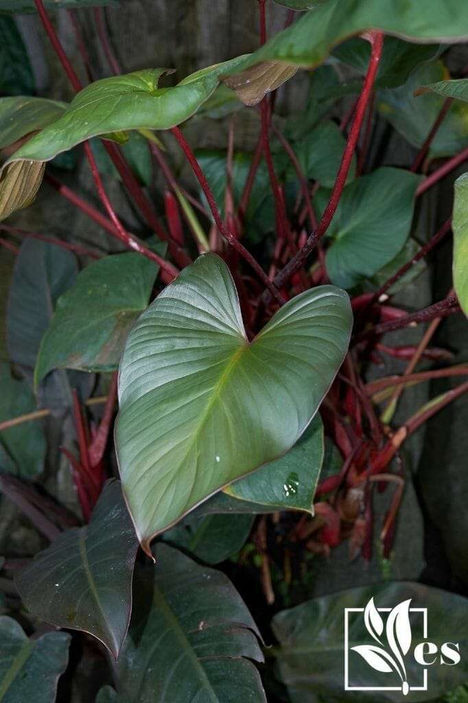 Philodendron erubescens an exotic plant