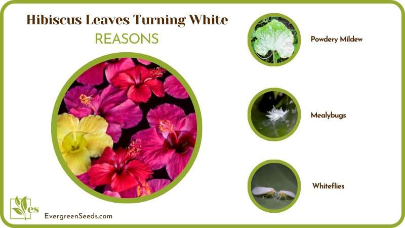 Reasons for Hibiscus Leaves Dying