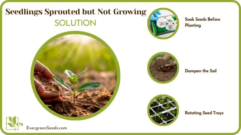 Fix for Seedlings Longevity