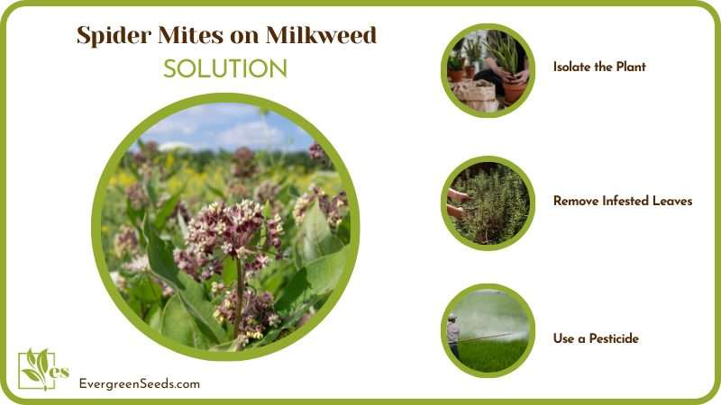 Removing Spider mite from milkweed