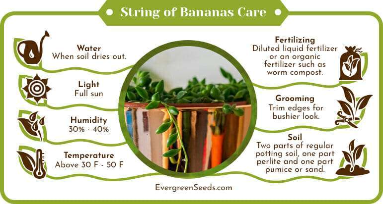 String of Bananas Care Infographic