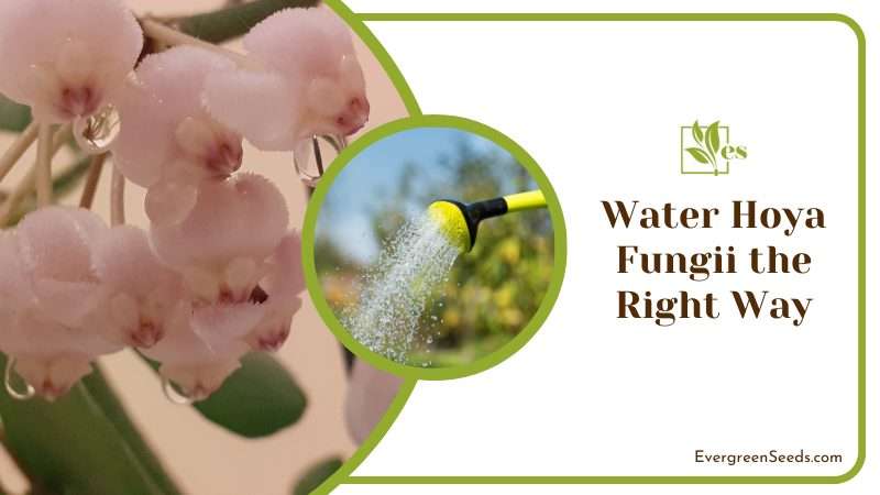 Water Hoya Fungii the Right Way