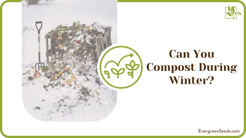 compost pile in Winter 1