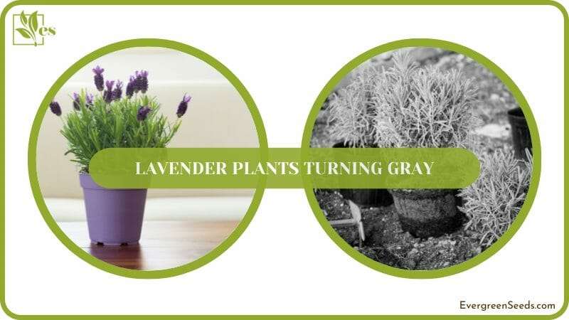 why Lavender's flowers turn gray