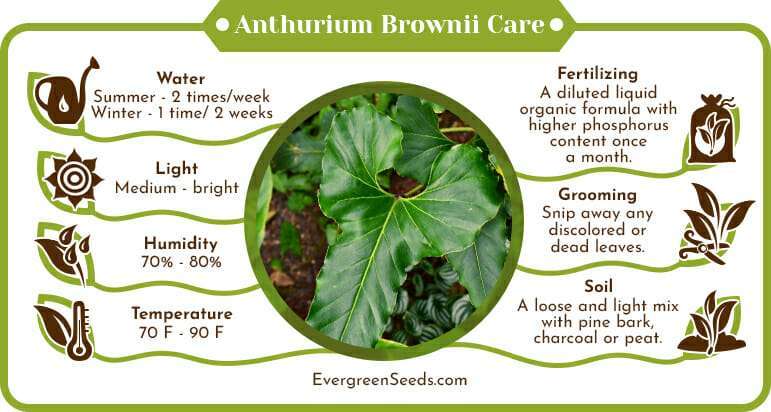 Anthurium Brownii Care Infographic