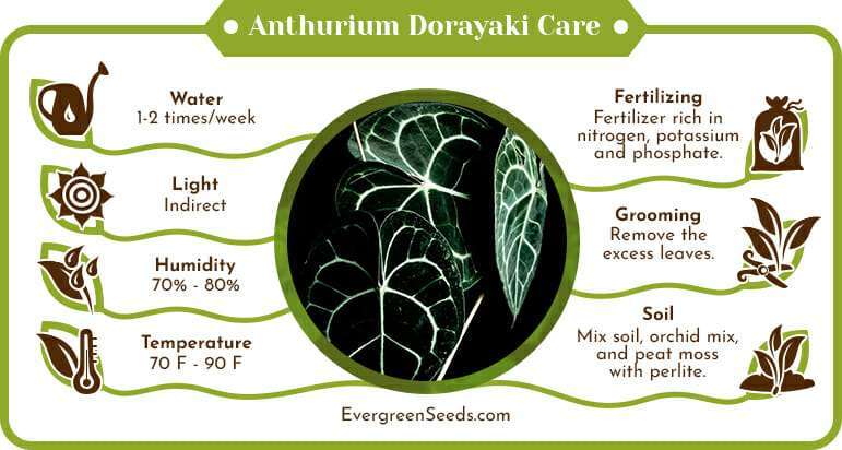 Anthurium Dorayaki Care Infographic