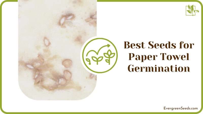 Best Seeds for Paper Towel Germination