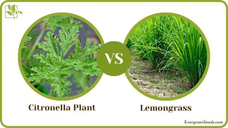 Citronella Plant vs Lemongrass Comparison