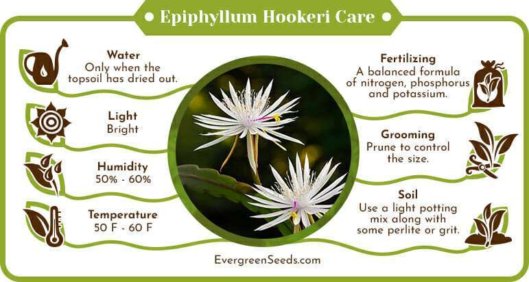 Epiphyllum Hookeri Care Infographic
