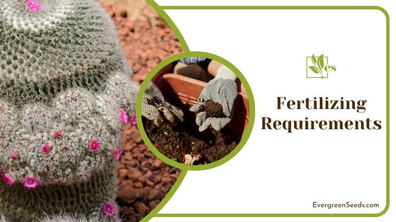 Fertilizing Requirements For Mammillaria Hahniana