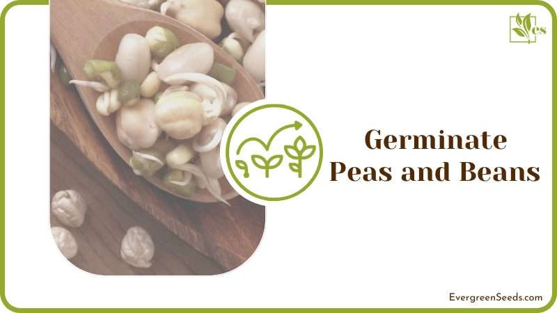 Germinate Peas and Beans