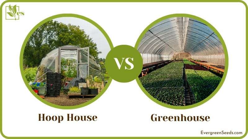 Hoop House vs Greenhouse Comparison
