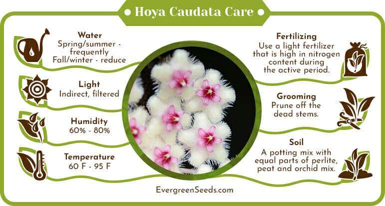 Hoya Caudata Care Infographic
