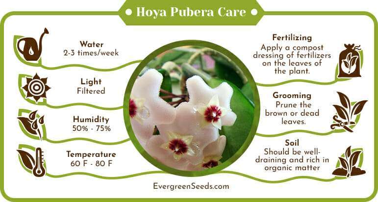 Hoya Pubera Care Infographic