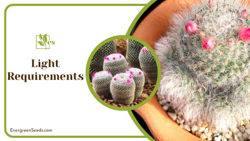 Light Requirements For Mammillaria Hahniana