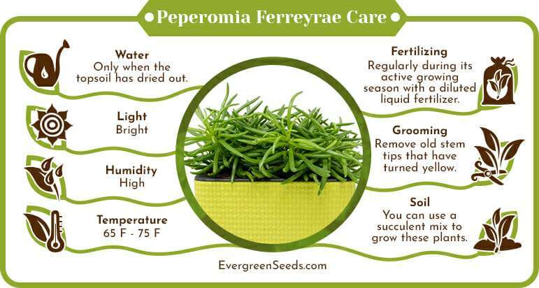 Peperomia Ferreyrae Care Infographic