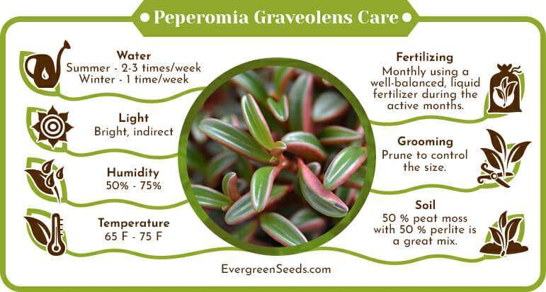 Peperomia Graveolens Care Infographic