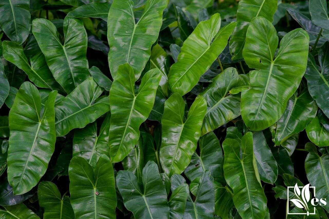 Philodendron Patriciae Spectacular Houseplant