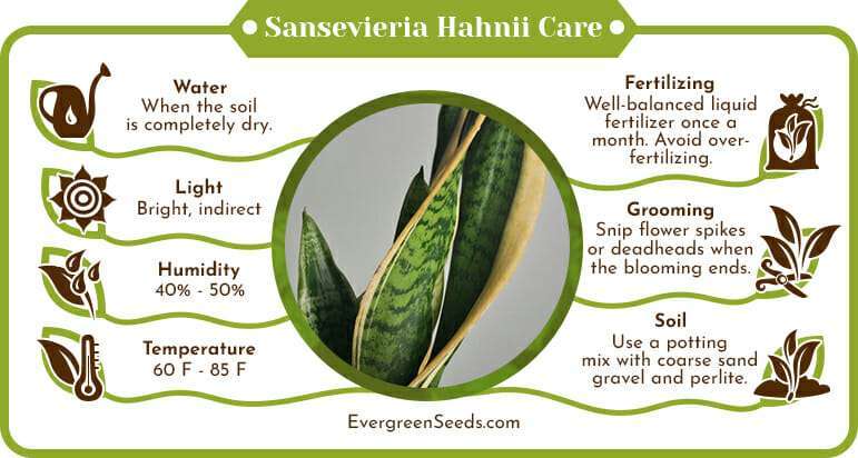 Sansevieria Hahnii Care Infographic