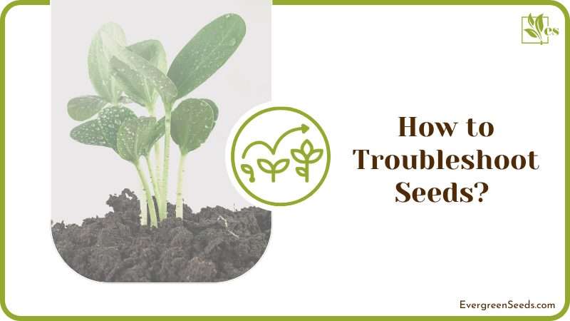 Troubleshoot Seeds Soggy Paper